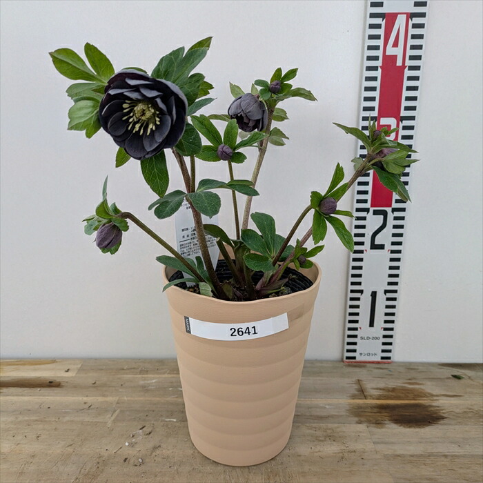 楽天市場】【現品】クリスマスローズ ダブル咲き スモーキーブルー