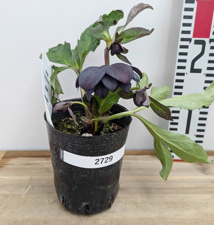 楽天市場】【現品】クリスマスローズ ダブル咲き ブラック系 3.5号