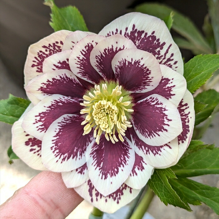 楽天市場】クリスマスローズ 開花見込み株 実生苗 ダブル咲き ホワイト