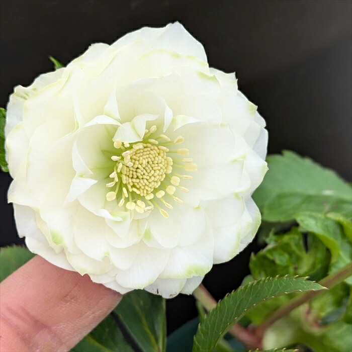 楽天市場】【現品】クリスマスローズ 実生苗 多弁ダブル咲き グリーン