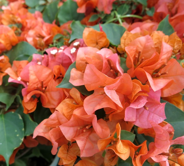 楽天市場】【花終わり】ブーゲンビリア カリフォルニアオレンジ 4号苗