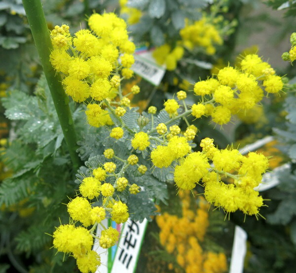 楽天市場】【現品】ミモザアカシア 8号 苗木A122 : 千草園芸