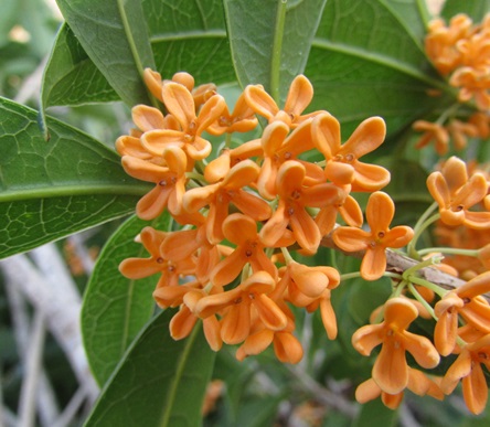 楽天市場】キンモクセイ（金木犀） 苗木 樹高1.1m : 千草園芸