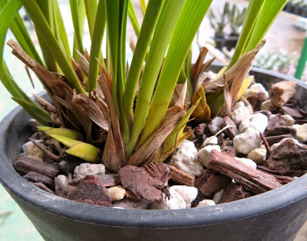 楽天市場】白花キンリョウヘン（金稜辺）花芽2～3本立ち 6号セラアート