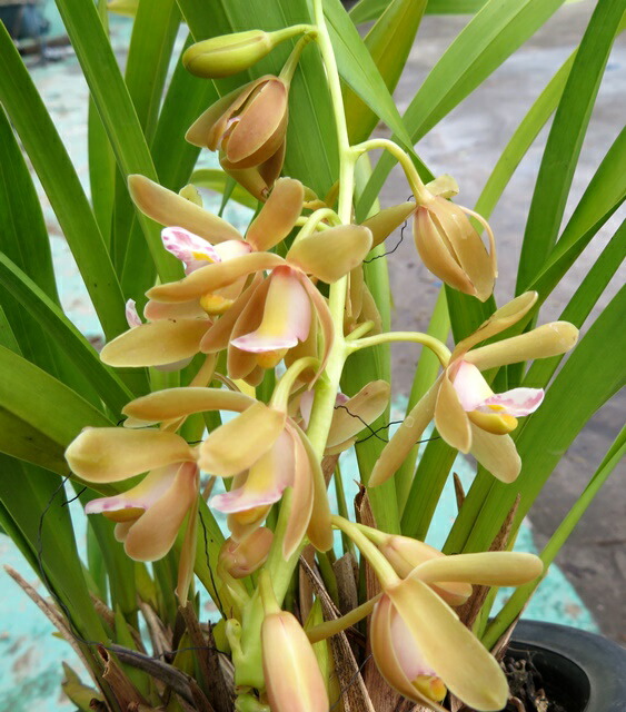 楽天市場】白花キンリョウヘン（金稜辺）花芽2～3本立ち 6号セラアート