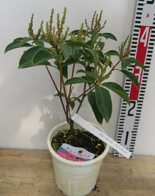 楽天市場】新品種カルミア ディープピンク 苗木 5号苗(g07) : 千草園芸