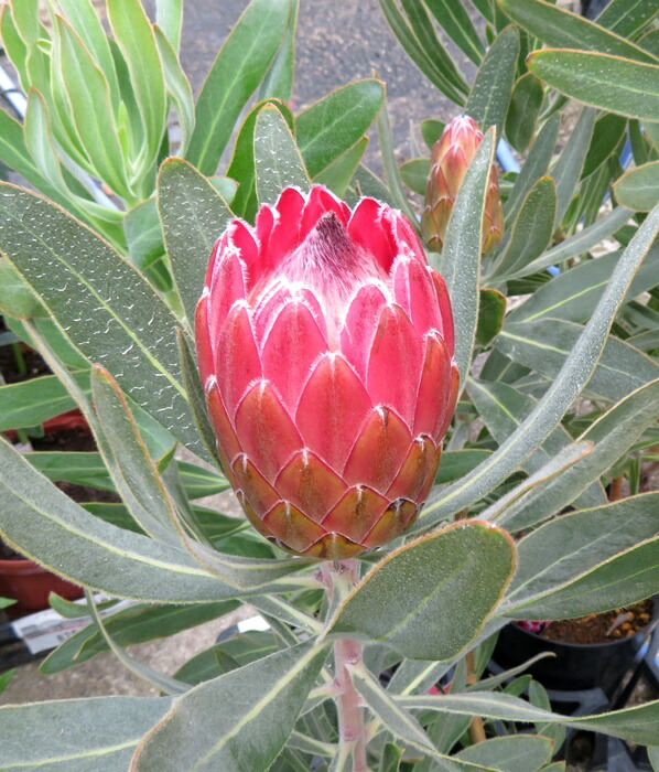 楽天市場】プロテア スペシャルピンクアイス 7号鉢植え苗2F : 千草園芸