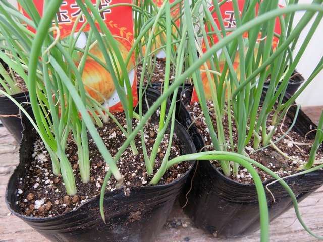 楽天市場】タキイの長期保存用玉ねぎ苗「ネオアース」ポット苗「4個