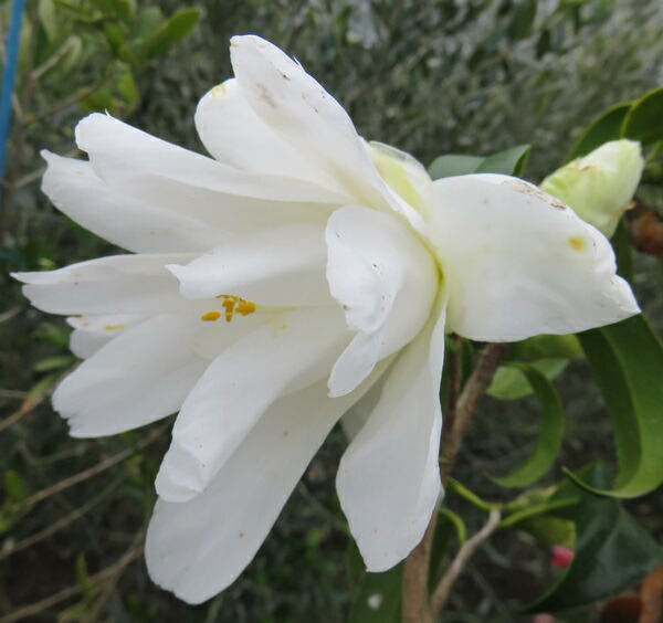 楽天市場】【現品発送】椿（ツバキ）白孔雀(シロクジャク) 8号 苗木