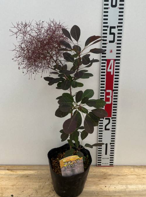 楽天市場】スモークツリー 雌木苗木 ルブリフォリウス 4.5号(e06