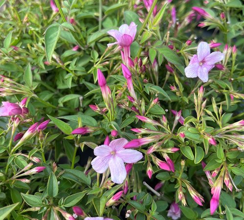 楽天市場】ジャスミナム（ピンクジャスミン）ステファネンセ 5号苗(k02