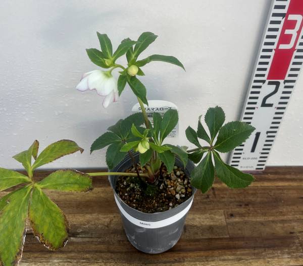 楽天市場】【現品】クリスマスローズ セミダブル咲き ホワイト系