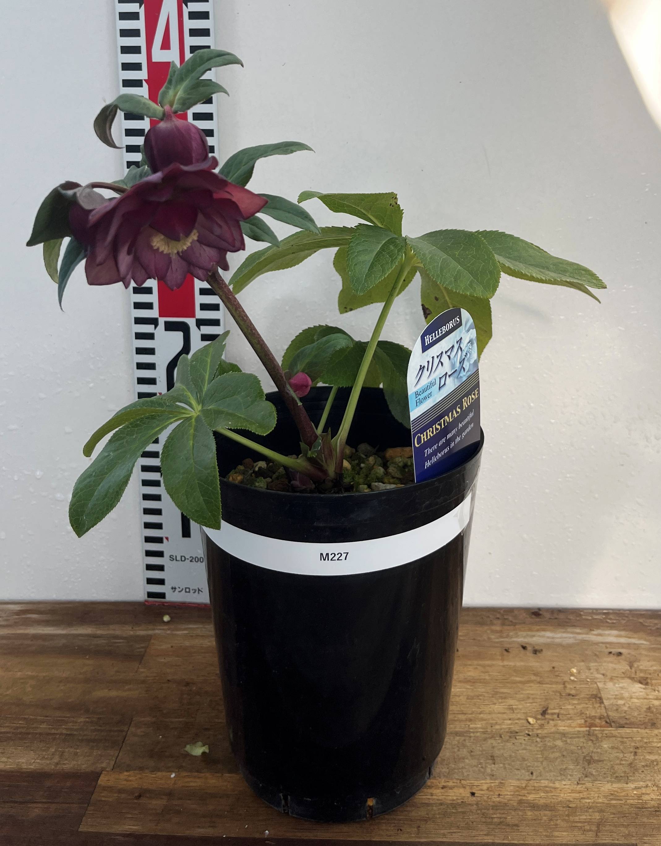 楽天市場】【現品】クリスマスローズ ダブル咲き レッド/パープル系