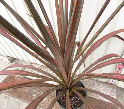 楽天市場】【現品A801】ドラセナ コルジリネ コーヒークラシック 苗木