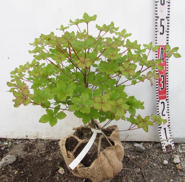 楽天市場】シロヤシオツツジ(白八汐) 苗木 W30cm×H30cm : 千草園芸