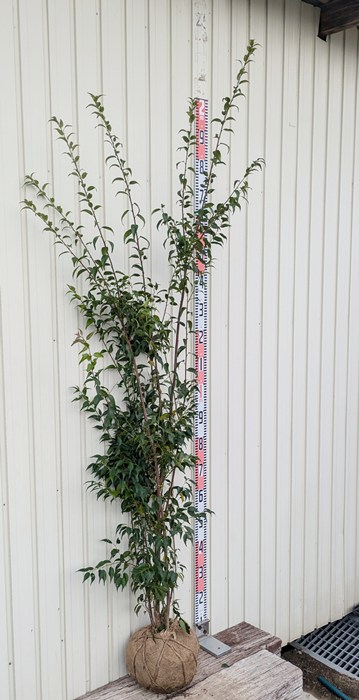 楽天市場】【現品発送】ハイノキ(灰の木) 株立ち 樹高1.8m J541 : 千草園芸