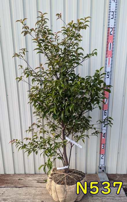 楽天市場】【選べる現品】常緑エゴノキ（トキワエゴノキ）苗木 : 千草園芸