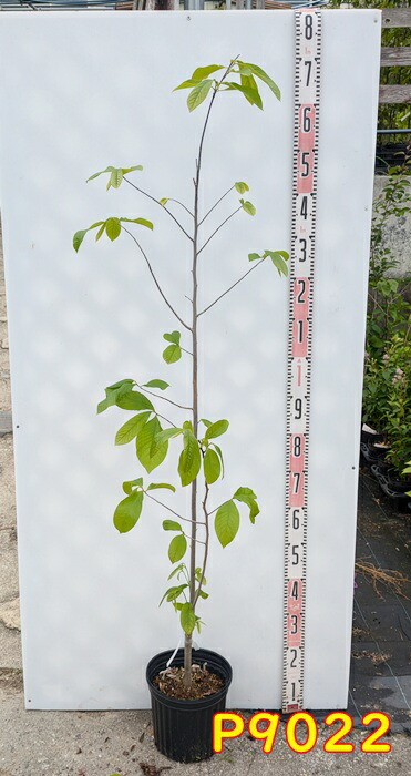 楽天市場】【選べる現品発送】ポポー ミッチェル 苗木 接ぎ木苗 樹高