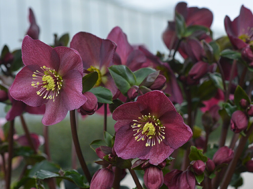 楽天市場】クリスマスローズ 氷の薔薇(コオリノバラ) レッド 6号