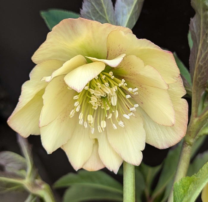 楽天市場】【現品】クリスマスローズ ダブル咲き イエロー系 5号