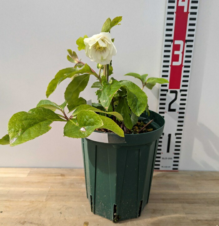 楽天市場】【現品】クリスマスローズ 実生苗 八重咲き グリーンリップ