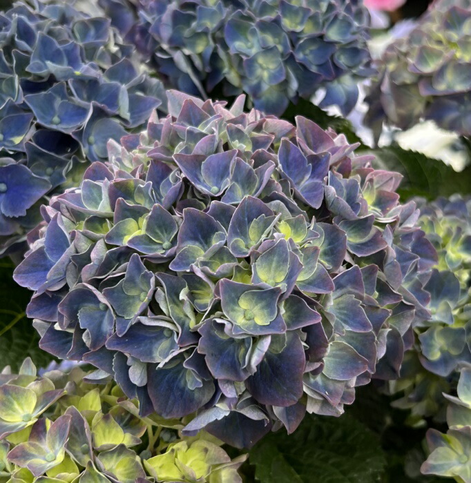 楽天市場】【屋外管理苗】アジサイ（紫陽花・あじさい） マジカル