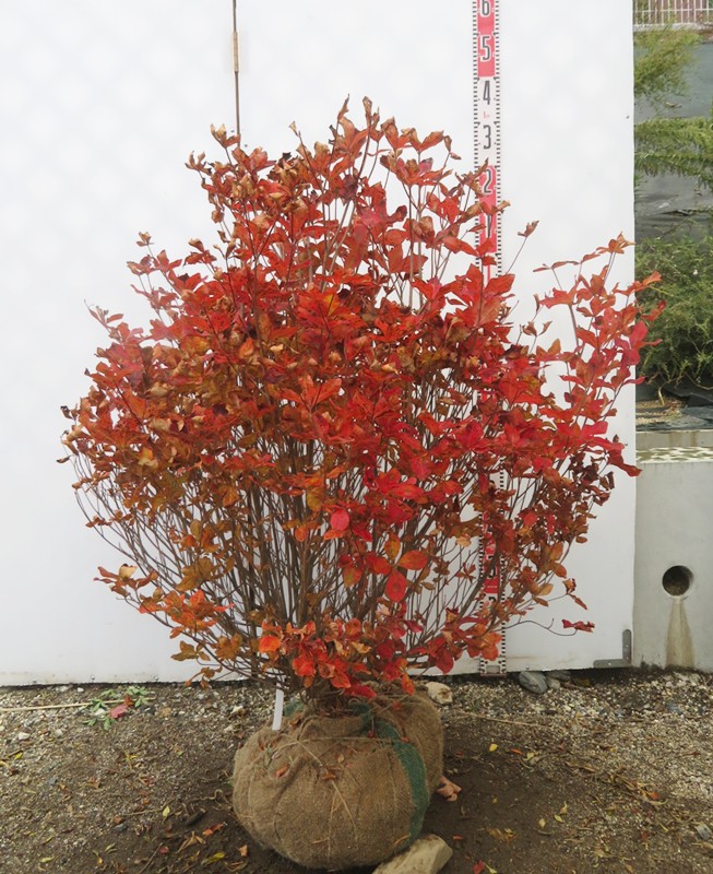 楽天市場】【現品】シロヤシオツツジ（白八汐）大株 W90cm×D60cm×H90cm