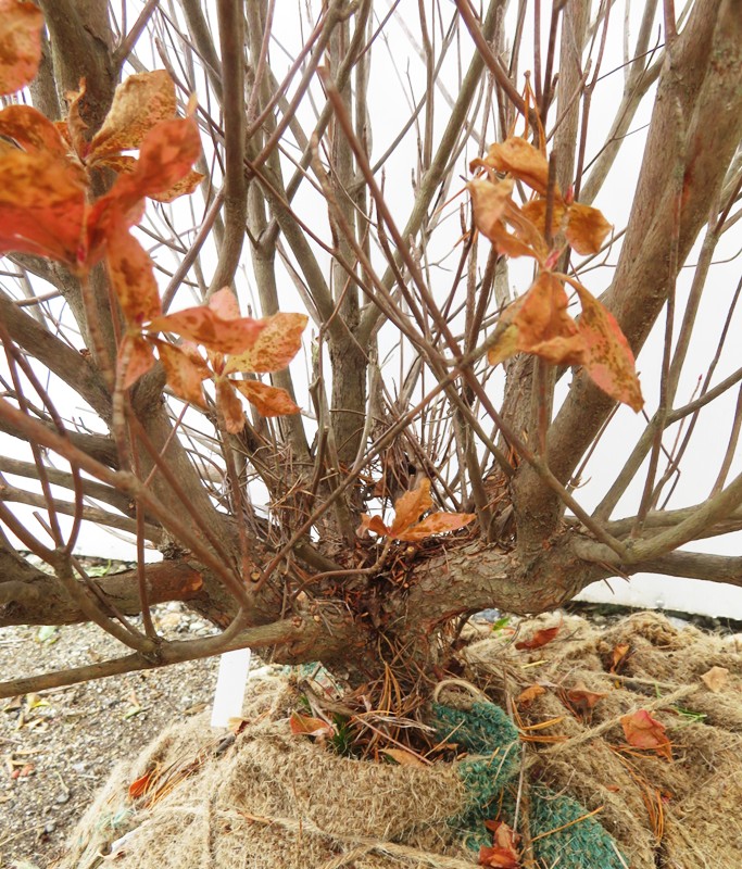 楽天市場】【現品】シロヤシオツツジ（白八汐）大株 W90cm×D60cm×H90cm