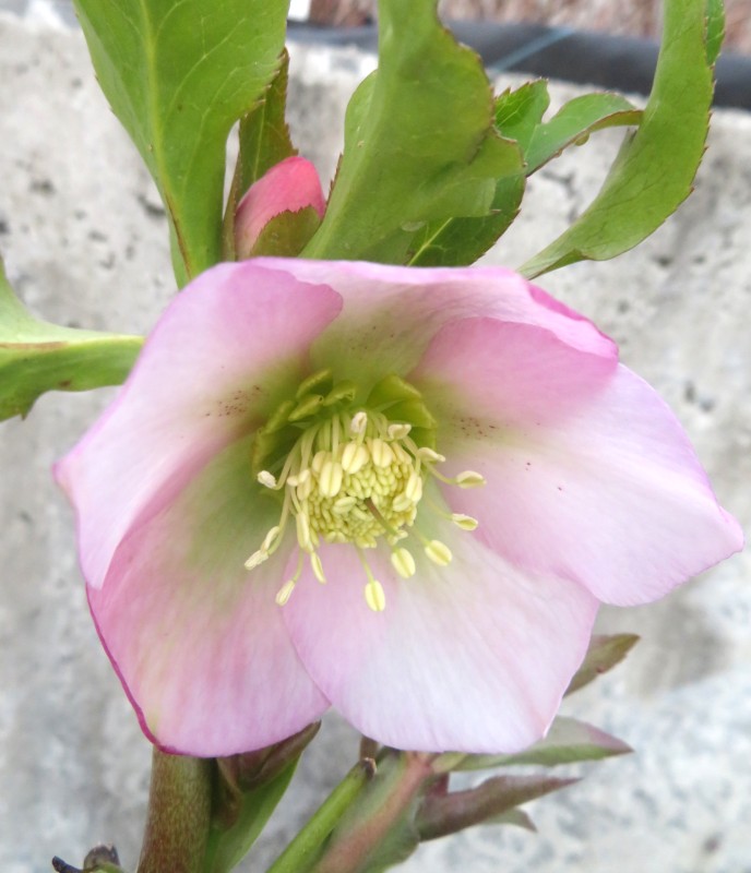 楽天市場】【開花株】クリスマスローズ 雅シリーズ うすぎぬ(ウスギヌ