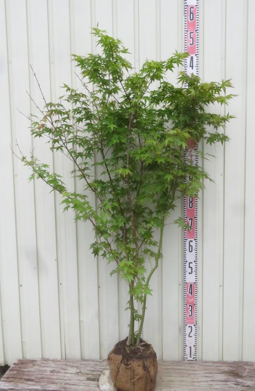 楽天市場】イロハモミジ 株立ち 苗木 樹高1.1m : 千草園芸