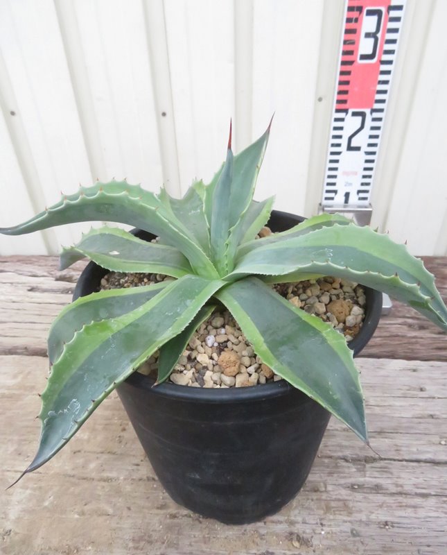 楽天市場】【現品発送】アガベ オバティフォリア【オルカ】 苗木【FA