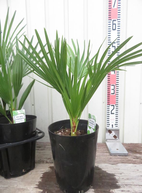 楽天市場】チャメロプス フミリス 4.5号鉢 苗木 : 千草園芸