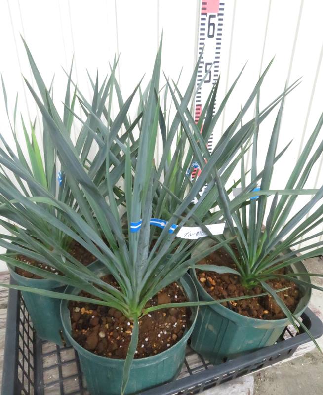 楽天市場】ユッカ リギダ'ブルーセントリー' 7号鉢苗木 : 千草園芸