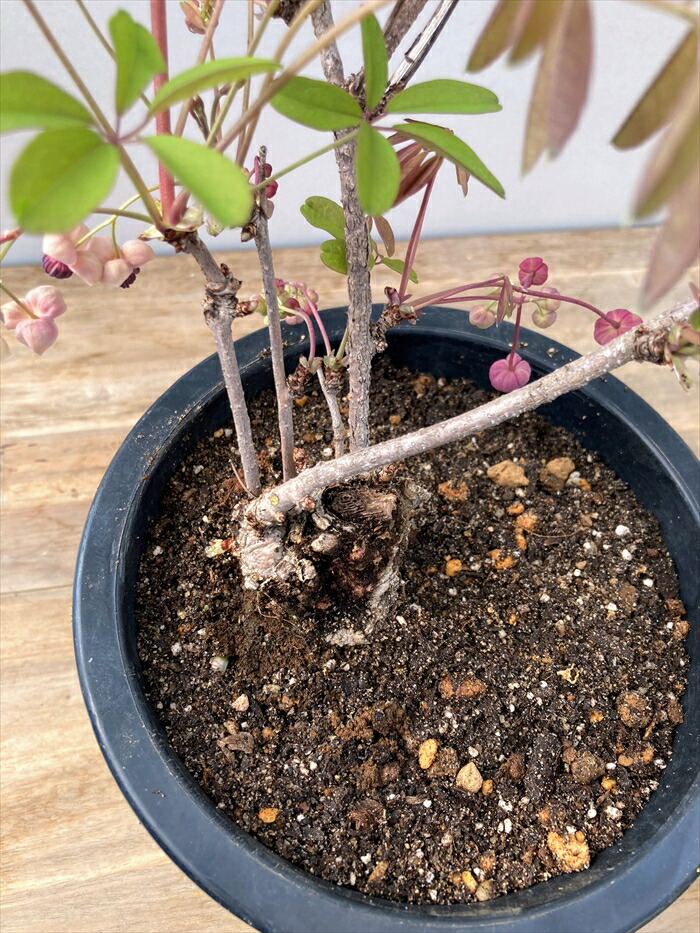 楽天市場】ムラサキゴヨウアケビ（紫五葉アケビ） 6号盆栽仕立て(d11