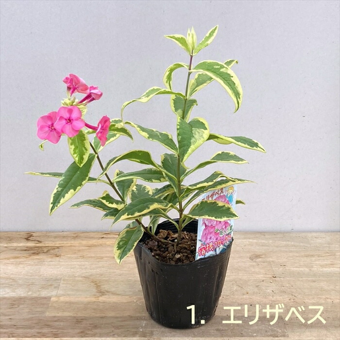 楽天市場】【品種で選ぶ】宿根フロックス 3.5号～4号苗 : 千草園芸