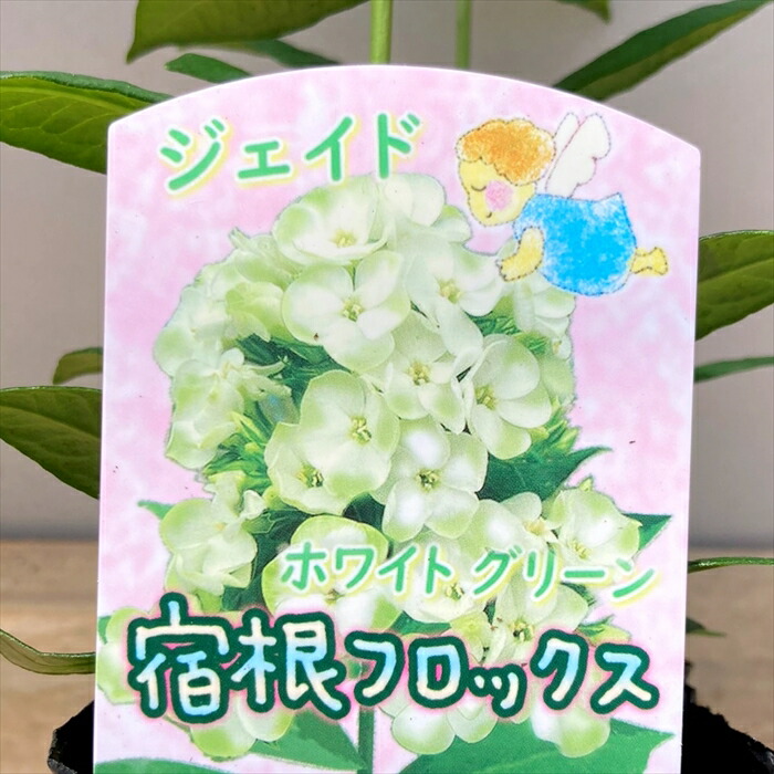 楽天市場】【品種で選ぶ】宿根フロックス 3.5号～4号苗 : 千草園芸