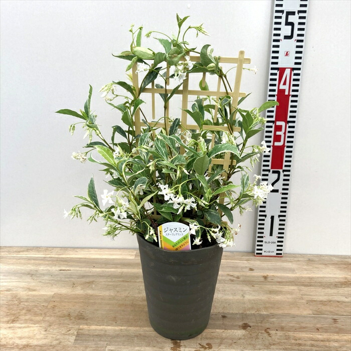 楽天市場】斑入りスタージャスミン(白花) 5号鉢苗 トレリス仕立て(d05