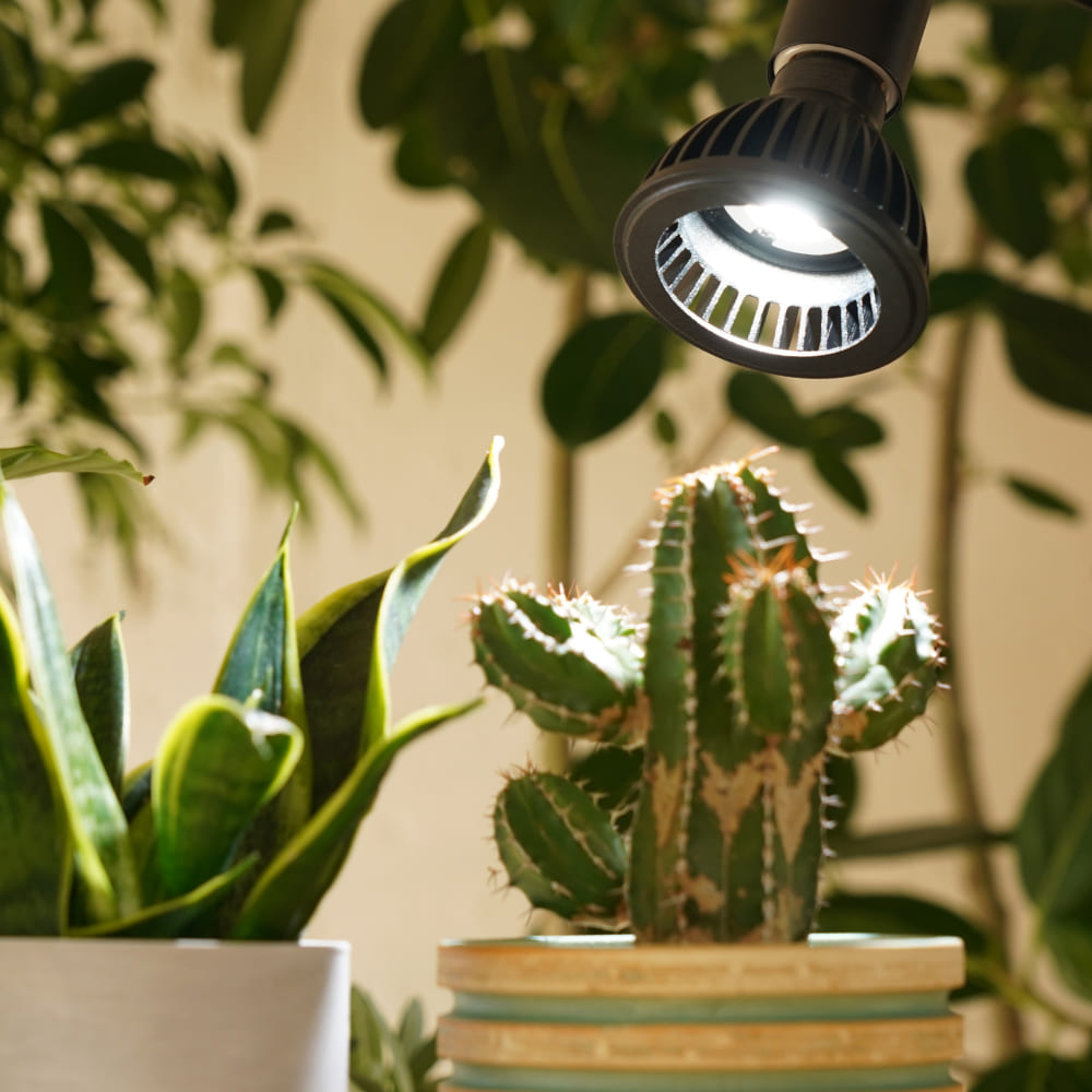 楽天市場】【3年保証】BARREL公式 植物育成LEDライト【AMATERAS-10W