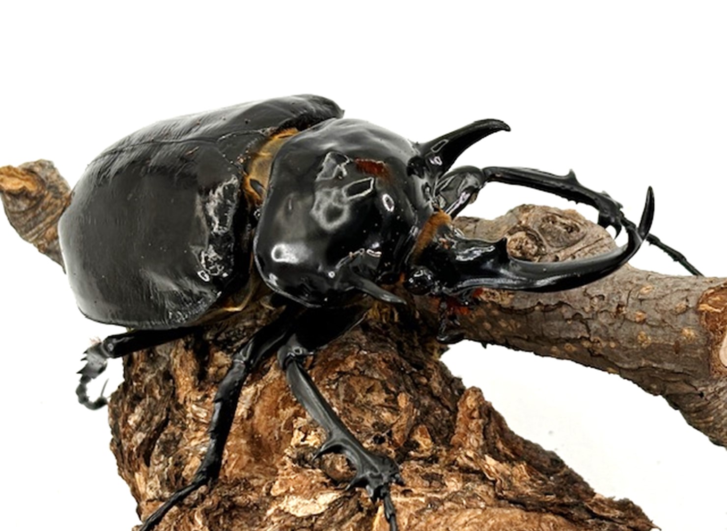 楽天市場】メガソマ最大種【DDA】マルスゾウカブト 幼虫 3頭セット dda