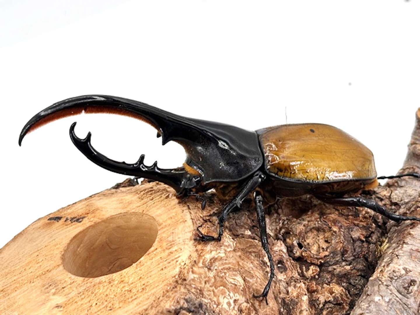 楽天市場】美麗亜種【DDA】ヘラクレス・エクアトリアヌス 成虫 ペア