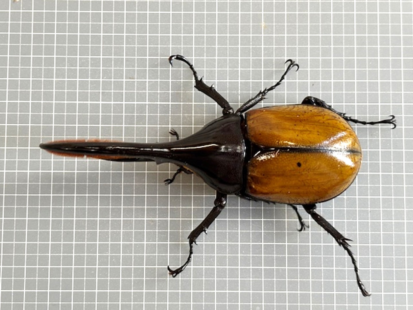 楽天市場】美麗亜種【DDA】ヘラクレス・エクアトリアヌス 成虫 ペア