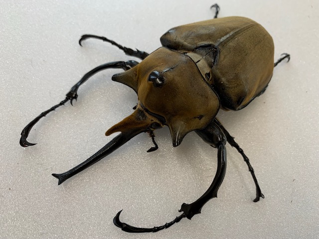 楽天市場】重量級/美麗【DDA】エレファスゾウカブト 幼虫 1～2令セット