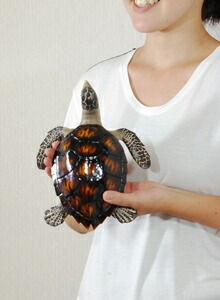 楽天市場】Sea turtle ウミガメの小物入れ 置物 ボックス 飾り