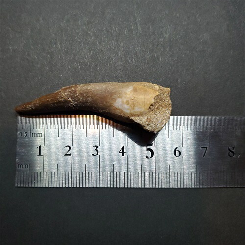 楽天市場】【送料無料】【プレシオサウルス/化石/歯/恐竜】 プレシオ