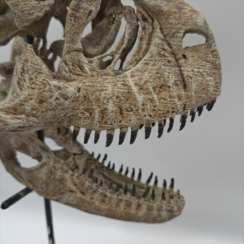 楽天市場】【送料無料】【カルノタサウルス /恐竜/化石】 カルノタ