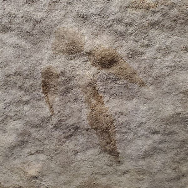 楽天市場】【送料無料】【グラレーター/化石/足跡/恐竜】希少