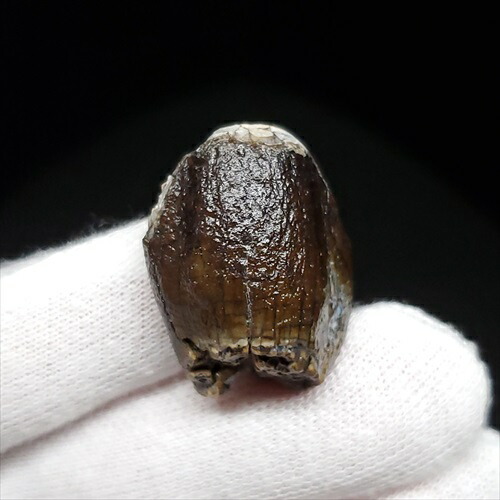 楽天市場】【送料無料】【ジョバリア /歯/化石/恐竜】 極上 ジョバリア