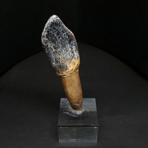 楽天市場】【送料無料】【ラパレントサウルス/歯/化石/恐竜】台付き