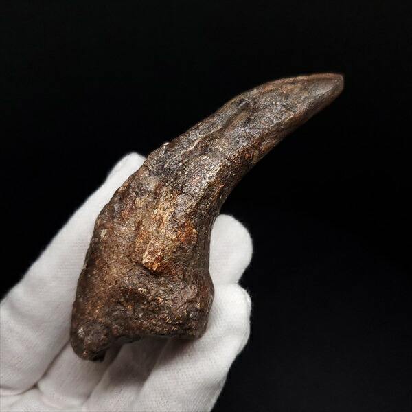 楽天市場】【送料無料】【アフロベナトル爪/化石/恐竜】アフロベナトル