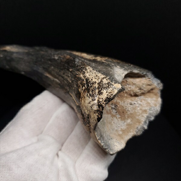 楽天市場】【送料無料】【スコミムス/爪/化石/恐竜】スコミムス 足 爪